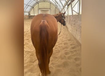 Caballo cuarto de milla, Yegua, 3 años, 150 cm, Alazán