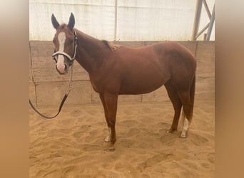 Caballo cuarto de milla, Yegua, 3 años, 150 cm, Alazán