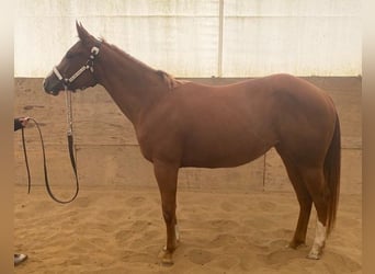 Caballo cuarto de milla, Yegua, 3 años, 150 cm, Alazán