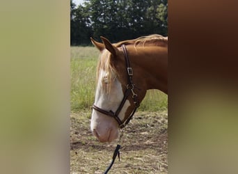 Caballo cuarto de milla, Yegua, 3 años, 150 cm, Alazán