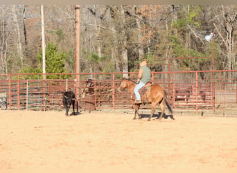 Caballo cuarto de milla, Yegua, 3 años, 150 cm, Bayo