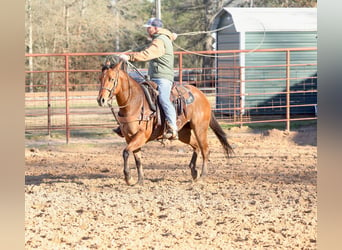 Caballo cuarto de milla, Yegua, 3 años, 150 cm, Bayo