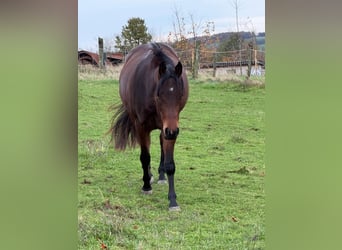 Caballo cuarto de milla, Yegua, 3 años, 150 cm, Castaño
