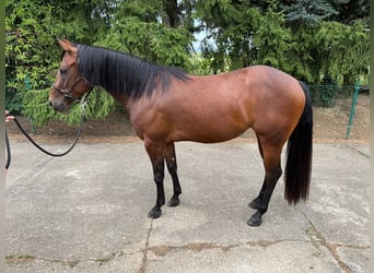 Caballo cuarto de milla, Yegua, 3 años, 150 cm, Castaño