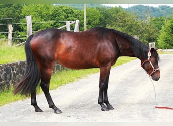 Caballo cuarto de milla, Yegua, 3 años, 150 cm, Castaño