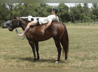 Caballo cuarto de milla, Yegua, 3 años, 150 cm, Castaño rojizo