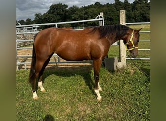 Caballo cuarto de milla, Yegua, 3 años, 150 cm, Castaño