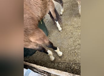 Caballo cuarto de milla, Yegua, 3 años, 150 cm, Grullo