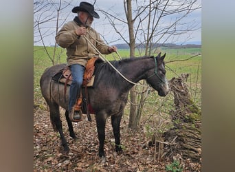 Caballo cuarto de milla, Yegua, 3 años, 150 cm, Musgo marrón