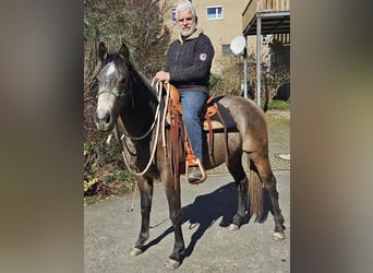 Caballo cuarto de milla, Yegua, 3 años, 150 cm, Musgo marrón