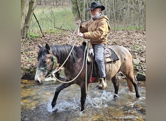 Caballo cuarto de milla, Yegua, 3 años, 150 cm, Musgo marrón