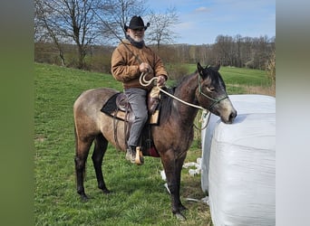 Caballo cuarto de milla, Yegua, 3 años, 150 cm, Musgo marrón