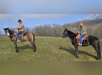 Caballo cuarto de milla, Yegua, 3 años, 150 cm, Musgo marrón