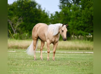 Caballo cuarto de milla, Yegua, 3 años, 150 cm, Palomino