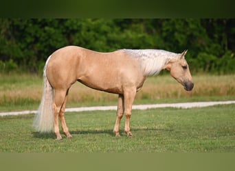 Caballo cuarto de milla, Yegua, 3 años, 150 cm, Palomino