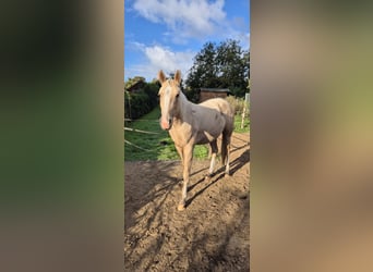 Caballo cuarto de milla, Yegua, 3 años, 150 cm, Palomino