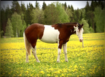 Caballo cuarto de milla, Yegua, 3 años, 150 cm, Pío