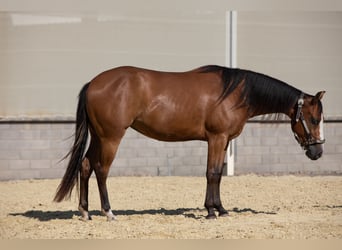 Caballo cuarto de milla, Yegua, 3 años, 150 cm