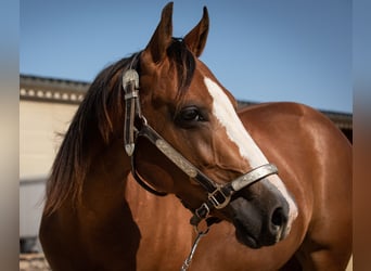 Caballo cuarto de milla, Yegua, 3 años, 150 cm