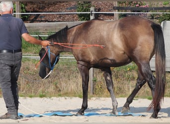 Caballo cuarto de milla, Yegua, 3 años, 150 cm, Tordo