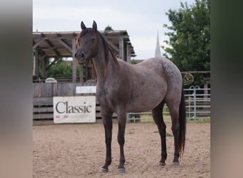 Caballo cuarto de milla, Yegua, 3 años, 151 cm, Ruano azulado