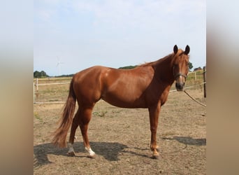 Caballo cuarto de milla, Yegua, 3 años, 152 cm, Alazán