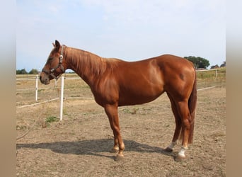 Caballo cuarto de milla, Yegua, 3 años, 152 cm, Alazán
