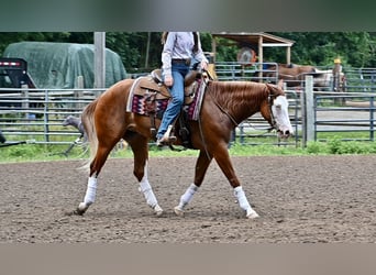 Caballo cuarto de milla, Yegua, 3 años, 152 cm, Alazán-tostado