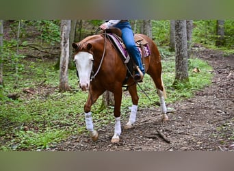 Caballo cuarto de milla, Yegua, 3 años, 152 cm, Alazán-tostado