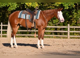 Caballo cuarto de milla, Yegua, 3 años, 152 cm, Alazán-tostado