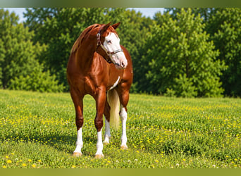 Caballo cuarto de milla, Yegua, 3 años, 152 cm, Alazán-tostado