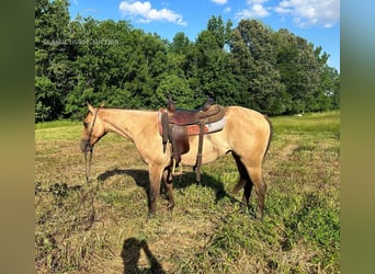 Caballo cuarto de milla, Yegua, 3 años, 152 cm, Bayo