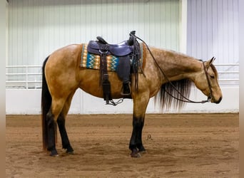 Caballo cuarto de milla, Yegua, 3 años, 152 cm, Buckskin/Bayo