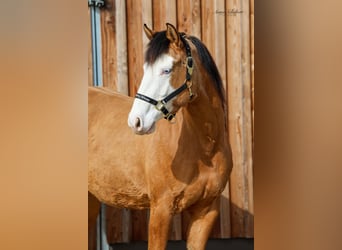 Caballo cuarto de milla, Yegua, 3 años, 152 cm, Buckskin/Bayo