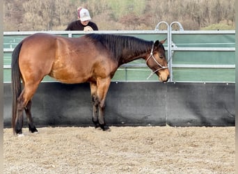 Caballo cuarto de milla, Yegua, 3 años, 152 cm, Castaño