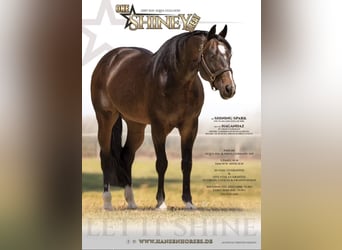 Caballo cuarto de milla, Yegua, 3 años, 152 cm, Castaño