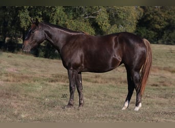 Caballo cuarto de milla, Yegua, 3 años, 152 cm, Castaño rojizo