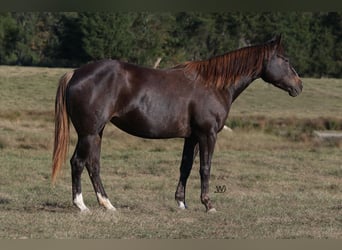 Caballo cuarto de milla, Yegua, 3 años, 152 cm, Castaño rojizo