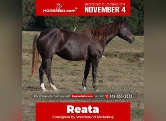 Caballo cuarto de milla, Yegua, 3 años, 152 cm, Castaño rojizo