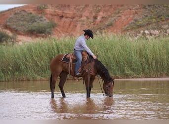 Caballo cuarto de milla, Yegua, 3 años, 152 cm, Castaño rojizo