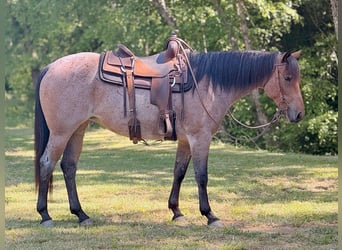 Caballo cuarto de milla, Yegua, 3 años, 152 cm, Castaño-ruano