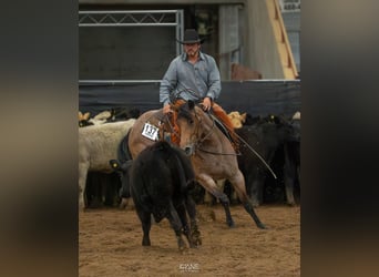Caballo cuarto de milla, Yegua, 3 años, 152 cm, Castaño-ruano