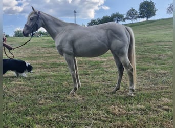 Caballo cuarto de milla, Yegua, 3 años, 152 cm, Cremello