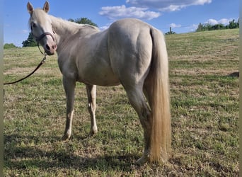 Caballo cuarto de milla, Yegua, 3 años, 152 cm, Cremello