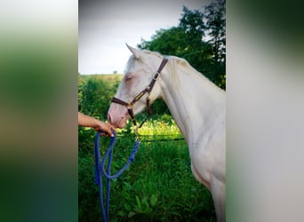 Caballo cuarto de milla, Yegua, 3 años, 152 cm, Cremello