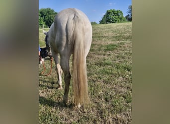 Caballo cuarto de milla, Yegua, 3 años, 152 cm, Cremello
