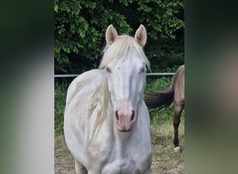 Caballo cuarto de milla, Yegua, 3 años, 152 cm, Cremello