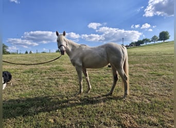 Caballo cuarto de milla, Yegua, 3 años, 152 cm, Cremello