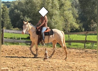 Caballo cuarto de milla, Yegua, 3 años, 152 cm, Cremello