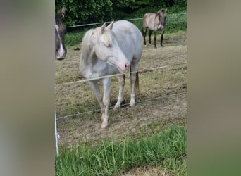 Caballo cuarto de milla, Yegua, 3 años, 152 cm, Cremello